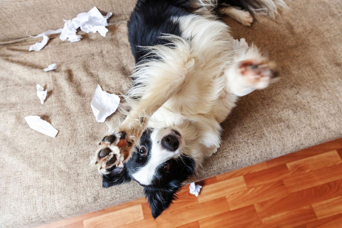 How to Stop A Dog From Chewing Everything in Sight | Skout's Honor