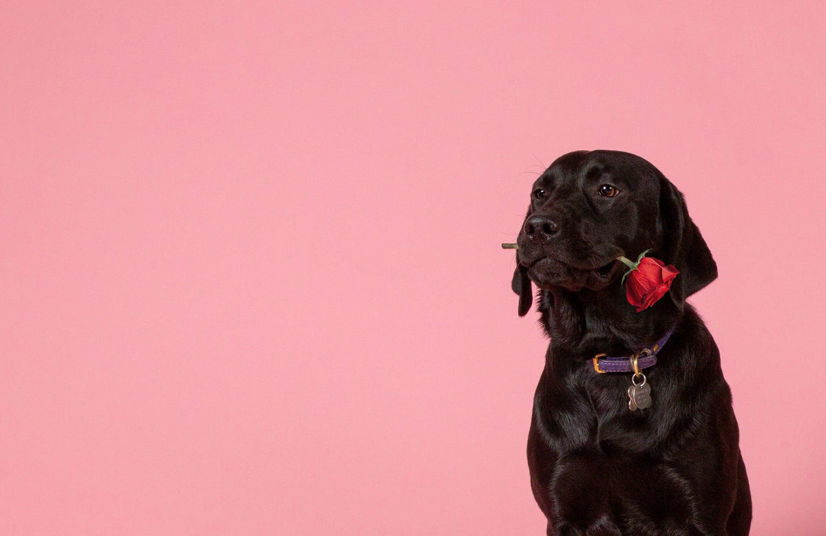 How to Tell if Your Dog Loves You: 5 Sure Signs - Skout's Honor