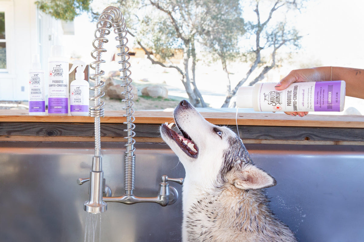 Keep your pet looking and feeling great! Here are simple tips and tricks for maintaining your dog's health in between trips to the groomer. Learn more today!