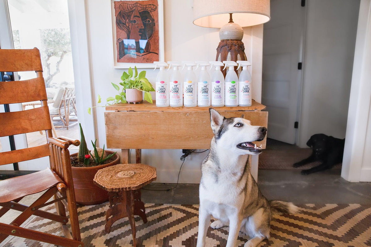 Keep Your Full Depawsit! | Expert Cleaning Tips For Pet-Parent Home Renters - Skout's Honor