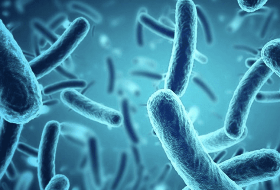 What is Dysbiosis? 5 Signs your Dog’s Skin Biome is out of Whack | Skout's Honor