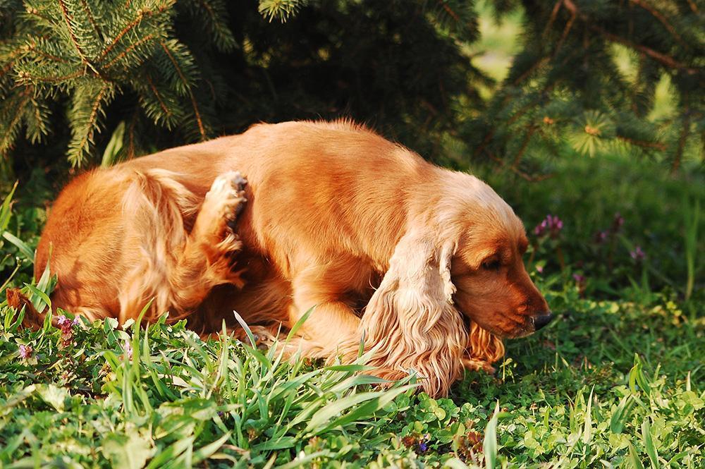 Why Does My Dog Keep Scratching and Biting? | Skout's Honor