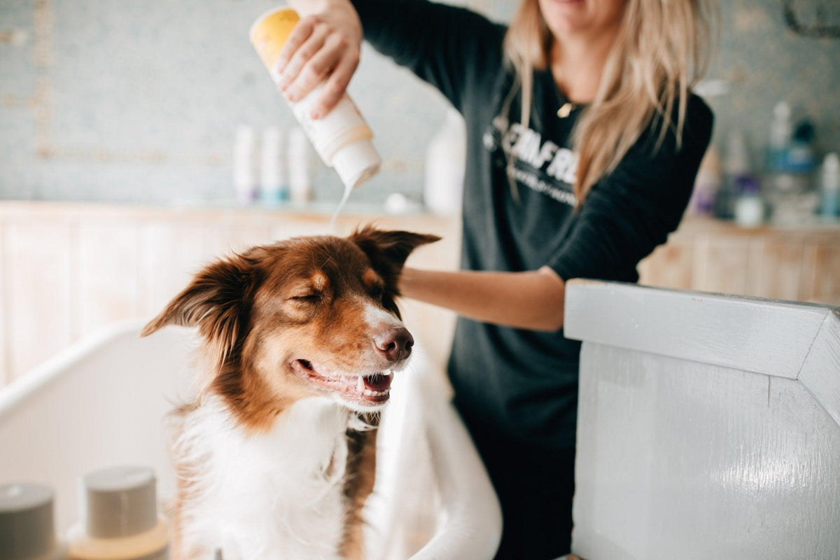 Your Competitive Advantage: Topical Probiotics! | Skout's Honor