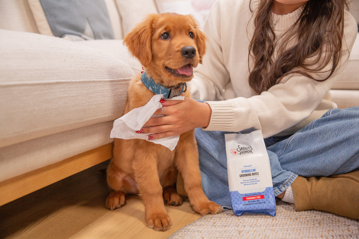 A golden retriever puppy sits on a wooden floor next to a woman sitting on a couch, while the woman wipes the puppy's neck with a white cloth. A bag of Orthovet Immune Support Wipes for pets is visible on the floor.