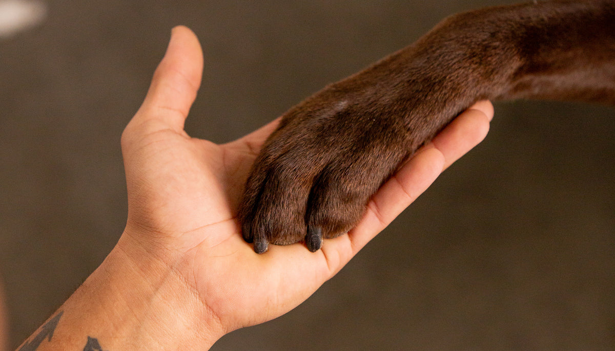 A close-up of a dog's paw resting on a person's hand, with the dog's leg extending out of the frame on the right against a blurred dark background.