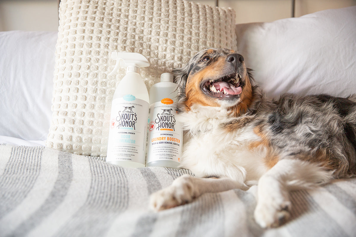 What Does A Spring Cleaning Include? The Pet Parent Edition