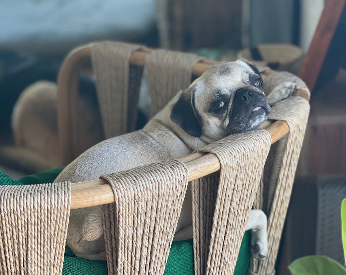 How Do I Clean My Pugs Wrinkles?