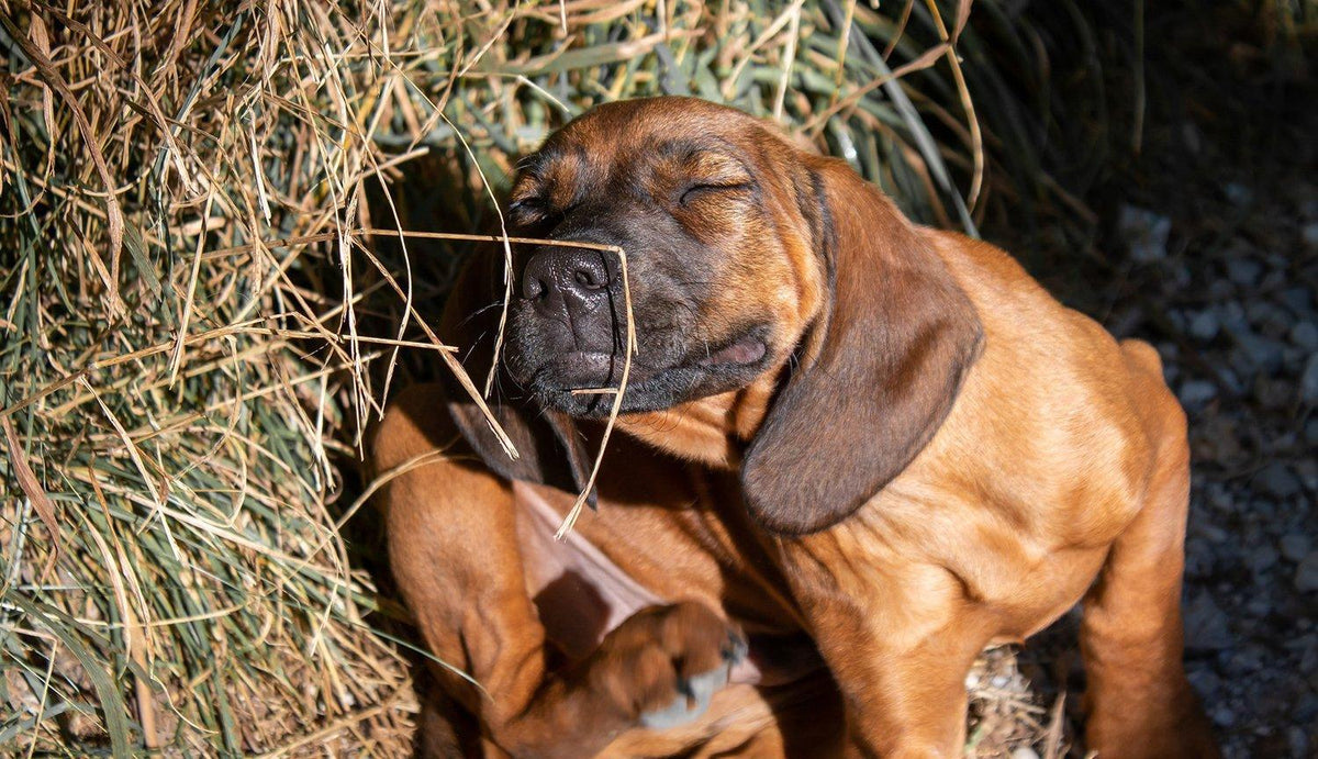 Does My Dog Have A Yeast Infection? | Skout's Honor