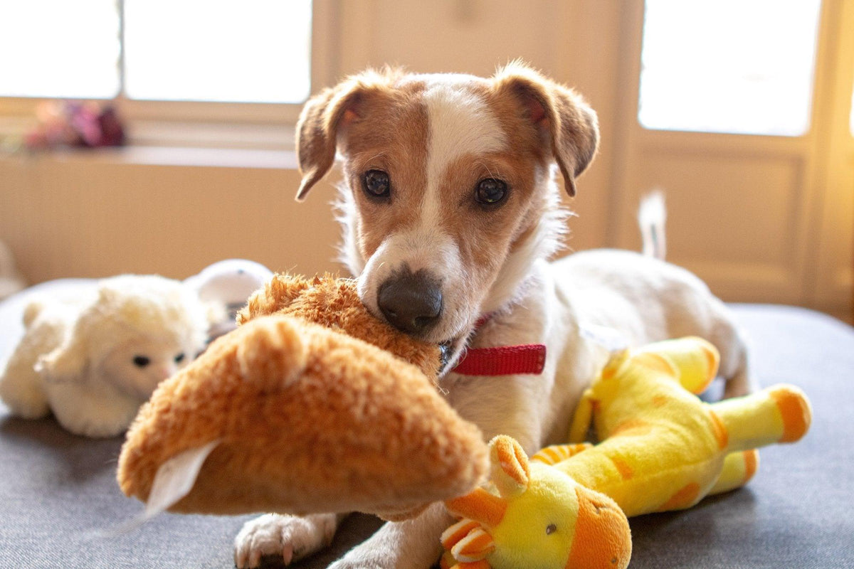 How do I get my dog to stop nipping and biting me? | Skout's Honor