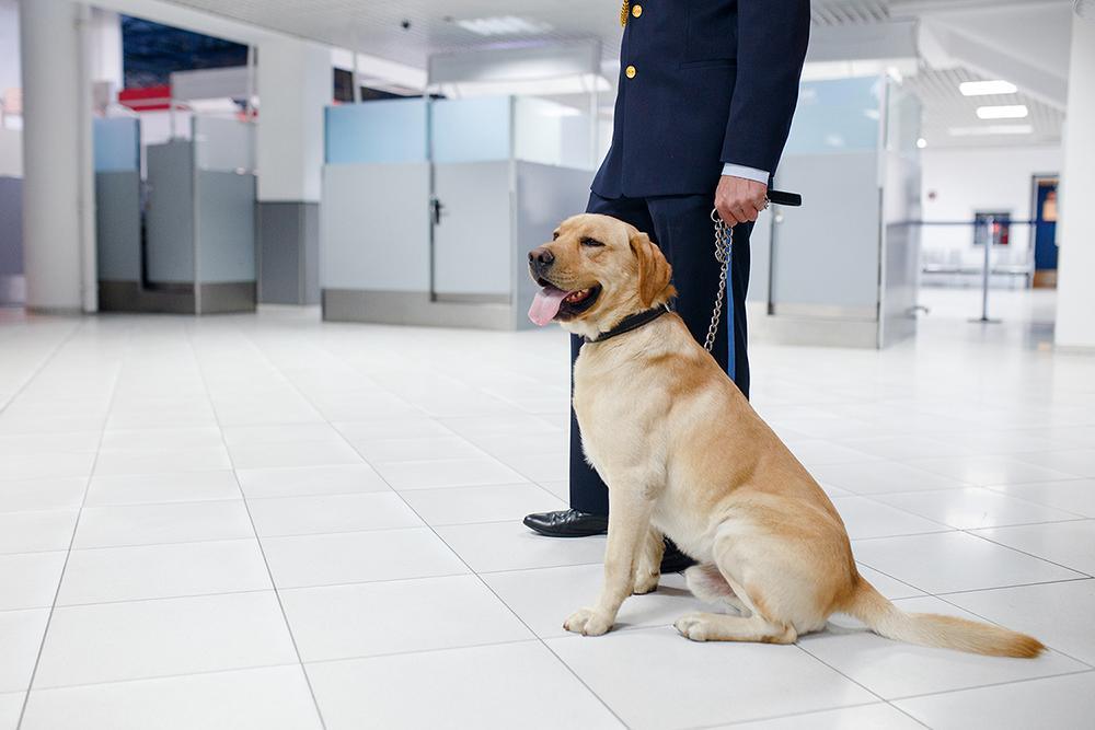 How Dogs Are Fighting the Spread and Stress of COVID-19 | Skout's Honor