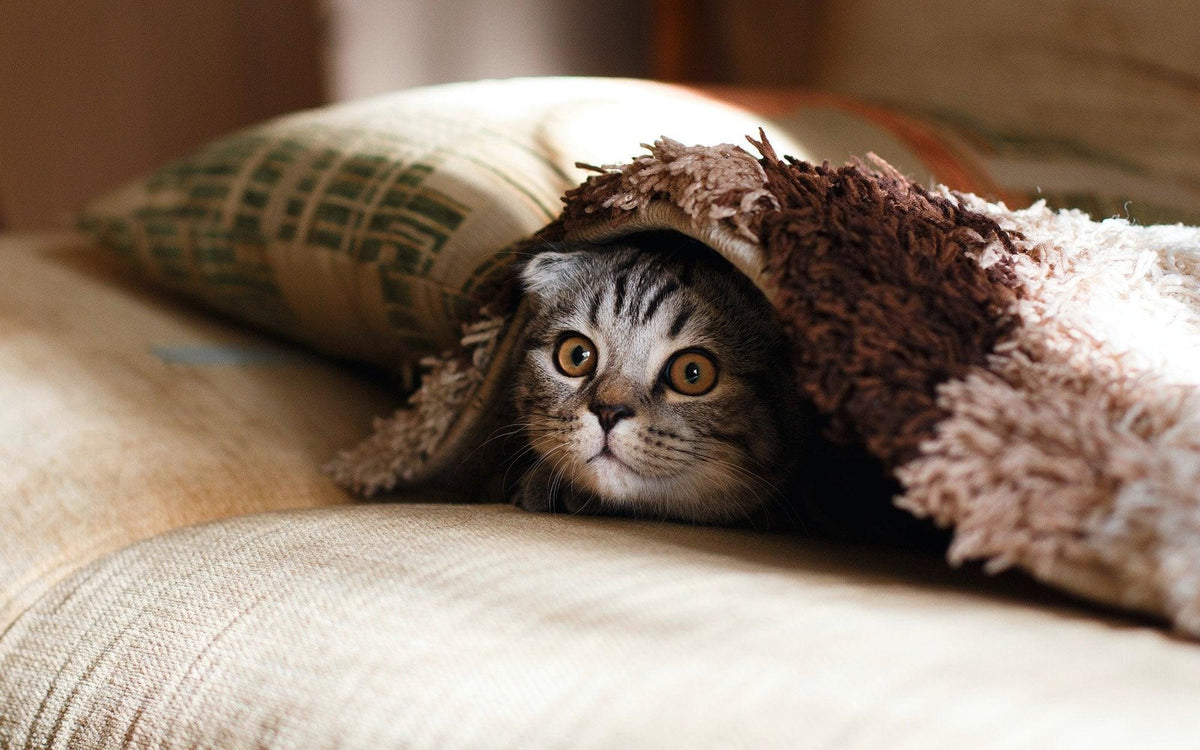 How To Get Cat Urine Out of Carpet | Skout's Honor