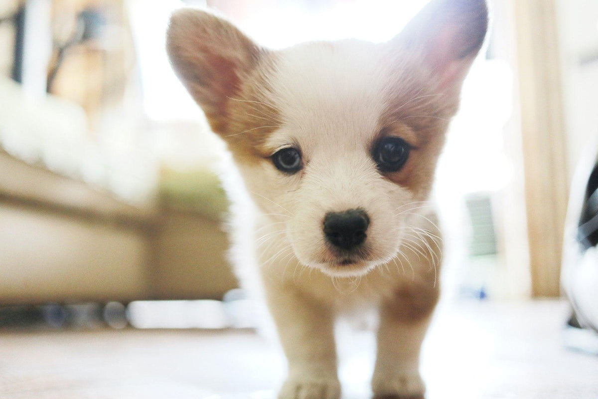 How to Get Pet Urine Smell Out of Carpet | Skout's Honor