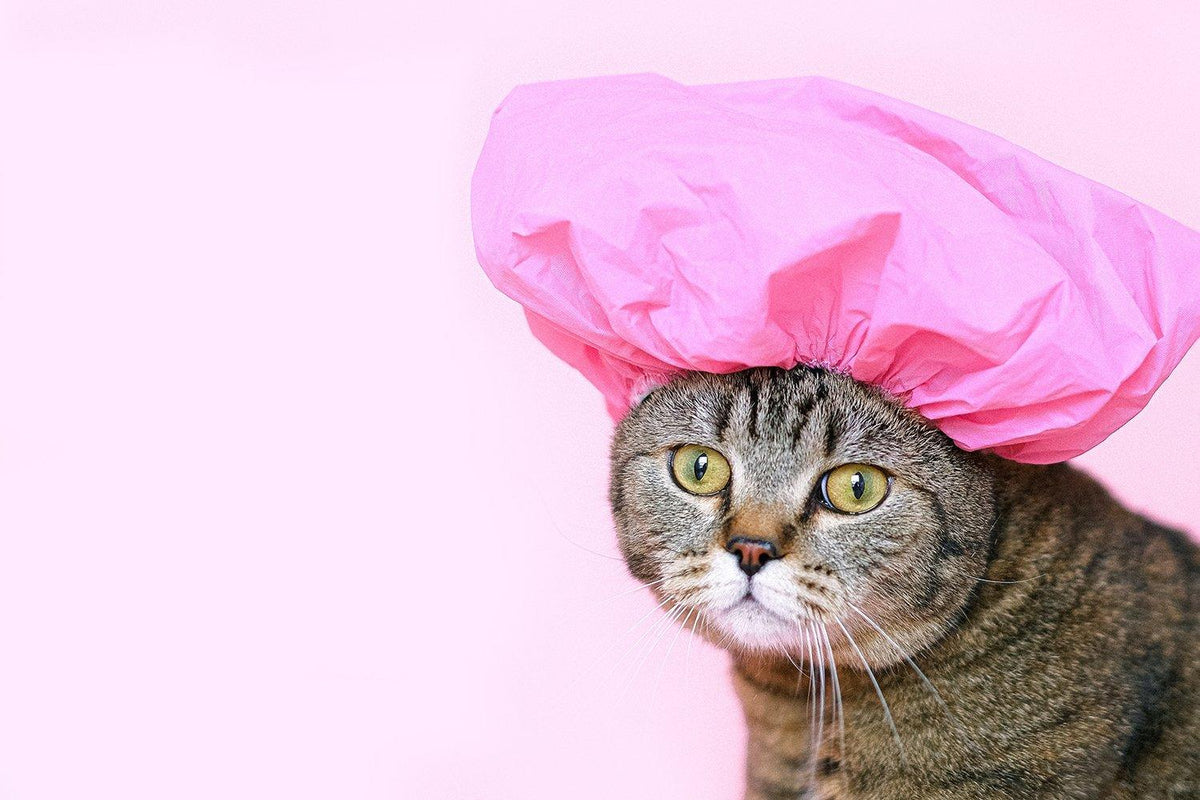 Is It Okay to Bathe Your Cat? Yes! Here's How! | Skout's Honor