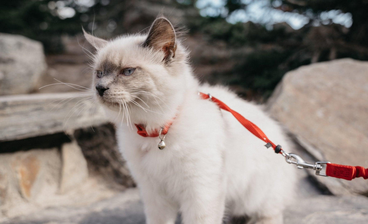 How to Leash Train a Cat for Outdoor Walks | Skout's Honor