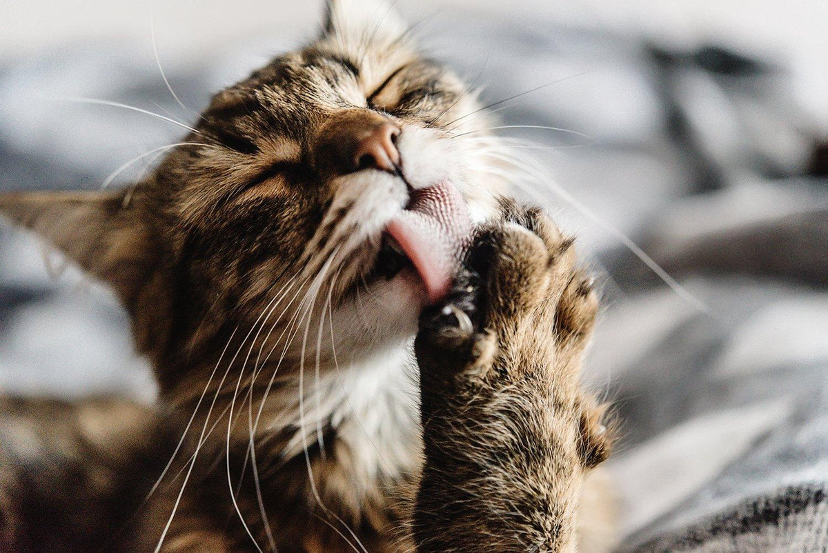 How to Stop Your Cat From Overgrooming | Skout's Honor