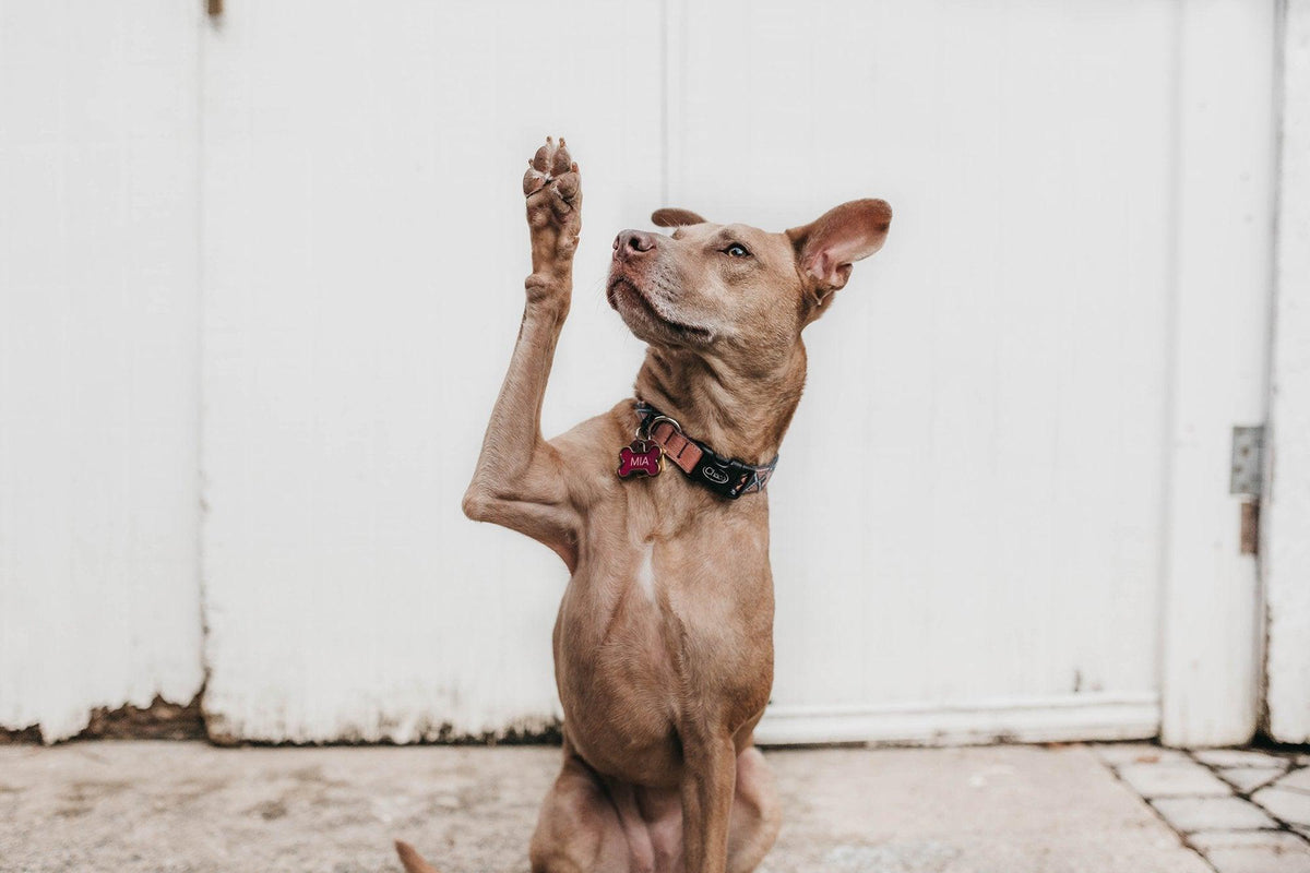 How To Stop Your Dog From Jumping On People | Skout's Honor