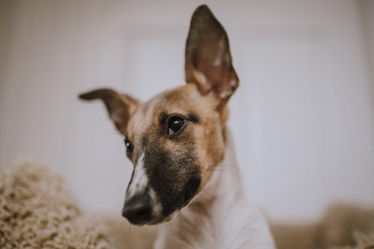 What Causes Ear Yeast Infections in Dogs and Cats? | Skout's Honor