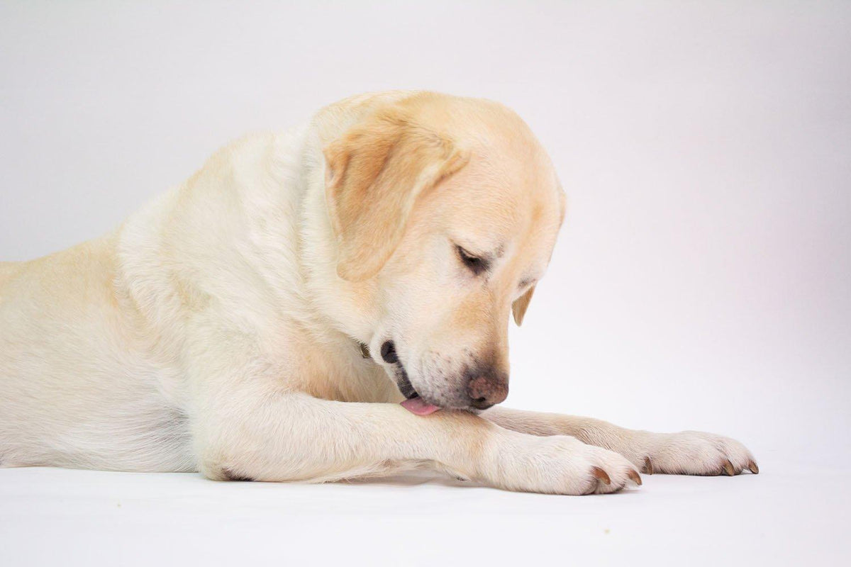 Why Do Dogs Lick Their Paws? | Skout's Honor