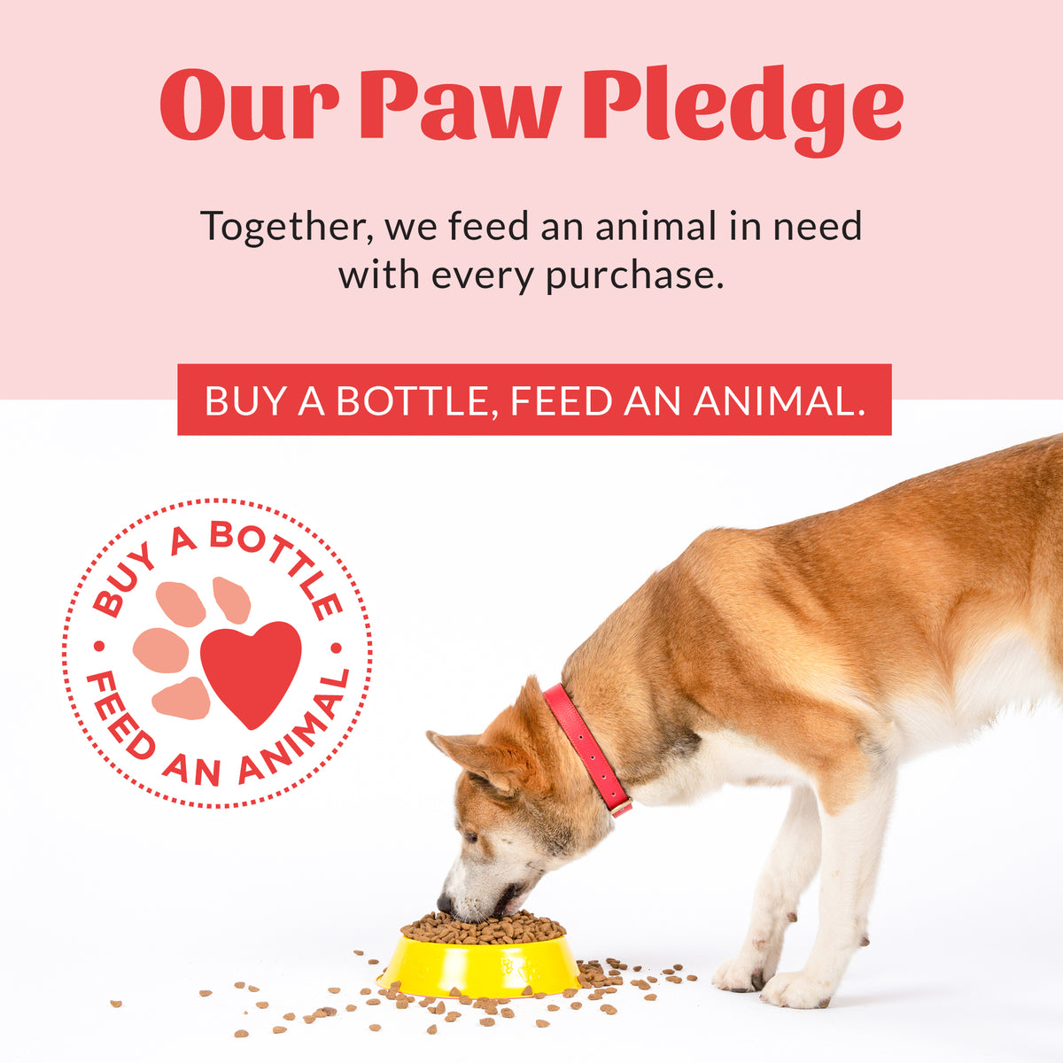 Advanced Formula Dental Drops